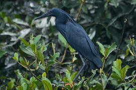 Aigrette ardoisée