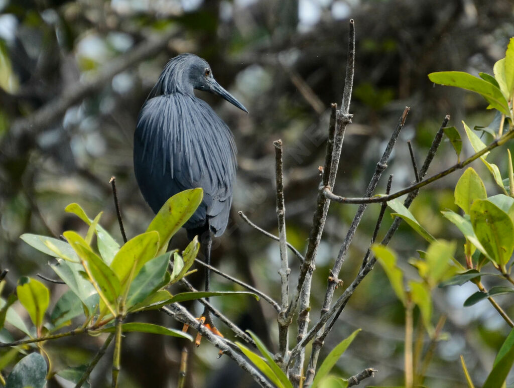 Black Heronadult, identification