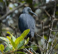 Aigrette ardoisée