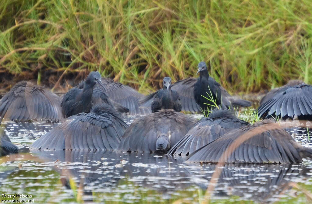 Black Heron, habitat, fishing/hunting, Behaviour