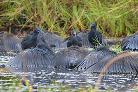 Black Heron