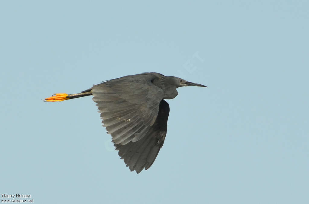 Black Heronadult, Flight