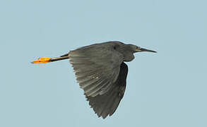 Aigrette ardoisée