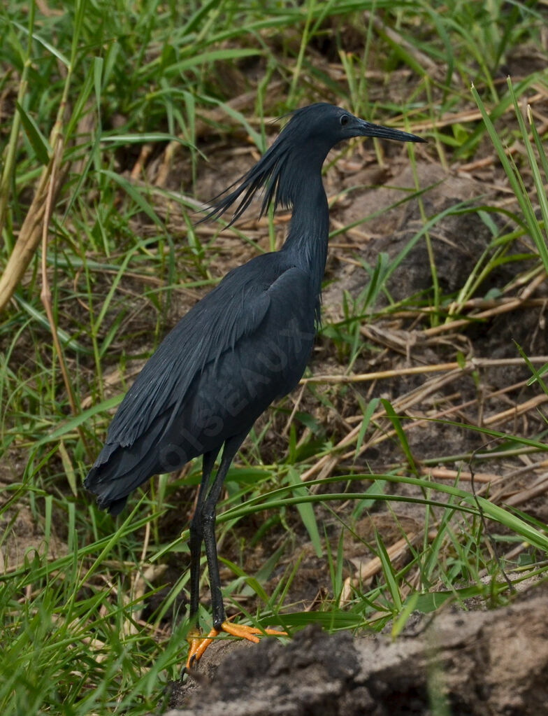 Aigrette ardoiséeadulte, identification