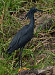 Aigrette ardoisée