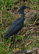 Black Heron