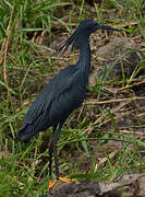 Aigrette ardoisée