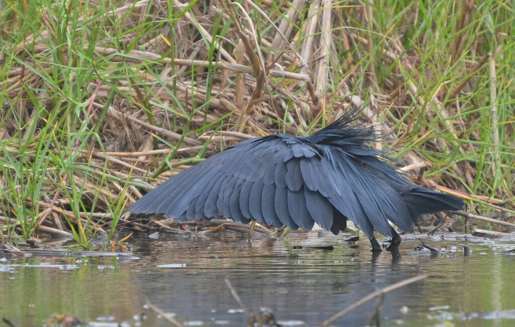 Black Heronadult, identification, fishing/hunting