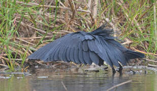 Black Heron