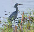 Aigrette ardoisée