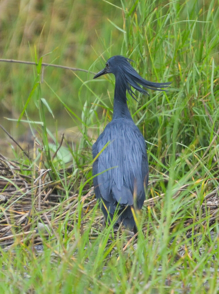 Black Heronadult, identification