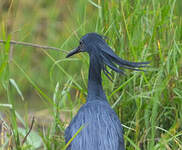 Aigrette ardoisée