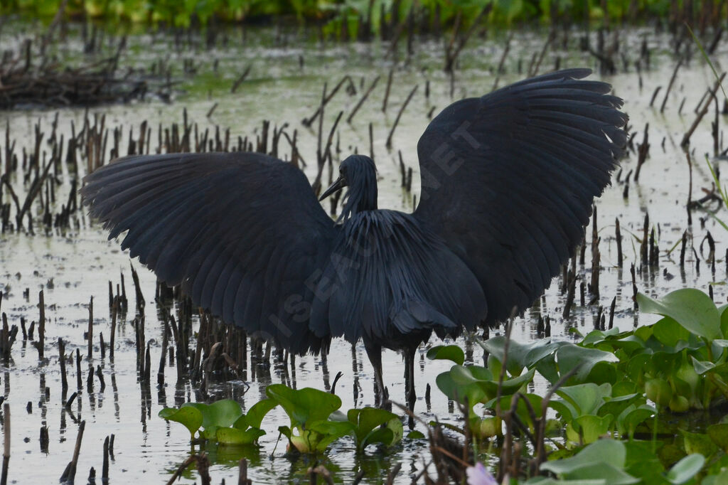 Black Heronadult, identification