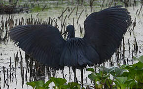 Aigrette ardoisée