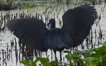 Aigrette ardoisée