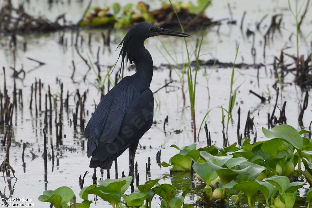 Black Heronadult, identification