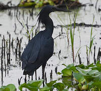 Aigrette ardoisée