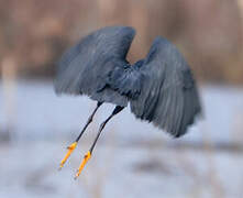 Aigrette ardoisée