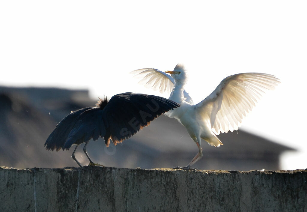 Aigrette ardoiséeadulte