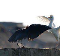 Aigrette ardoisée