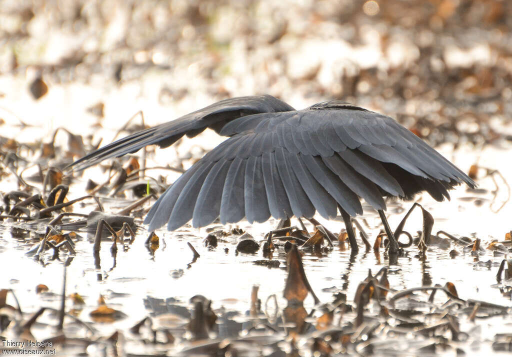 Black Heronadult, fishing/hunting, Behaviour