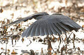 Aigrette ardoisée