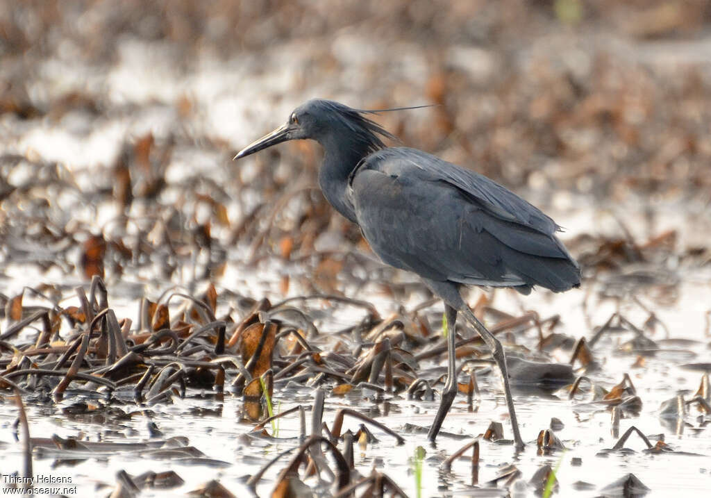 Black Heronadult, identification