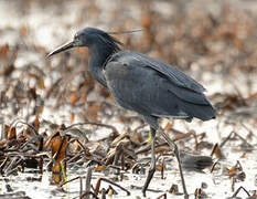 Aigrette ardoisée