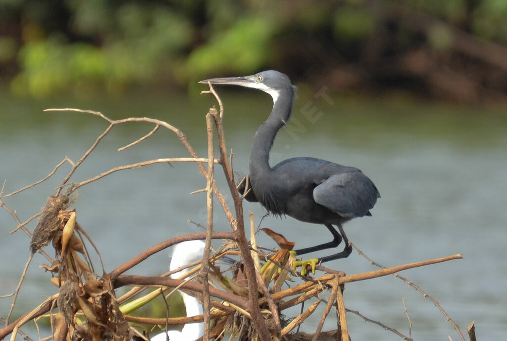 Western Reef Heronadult, identification