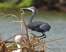 Western Reef Heron