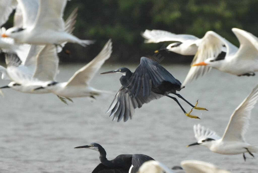 Aigrette des récifsadulte, Vol