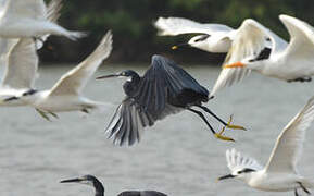 Western Reef Heron