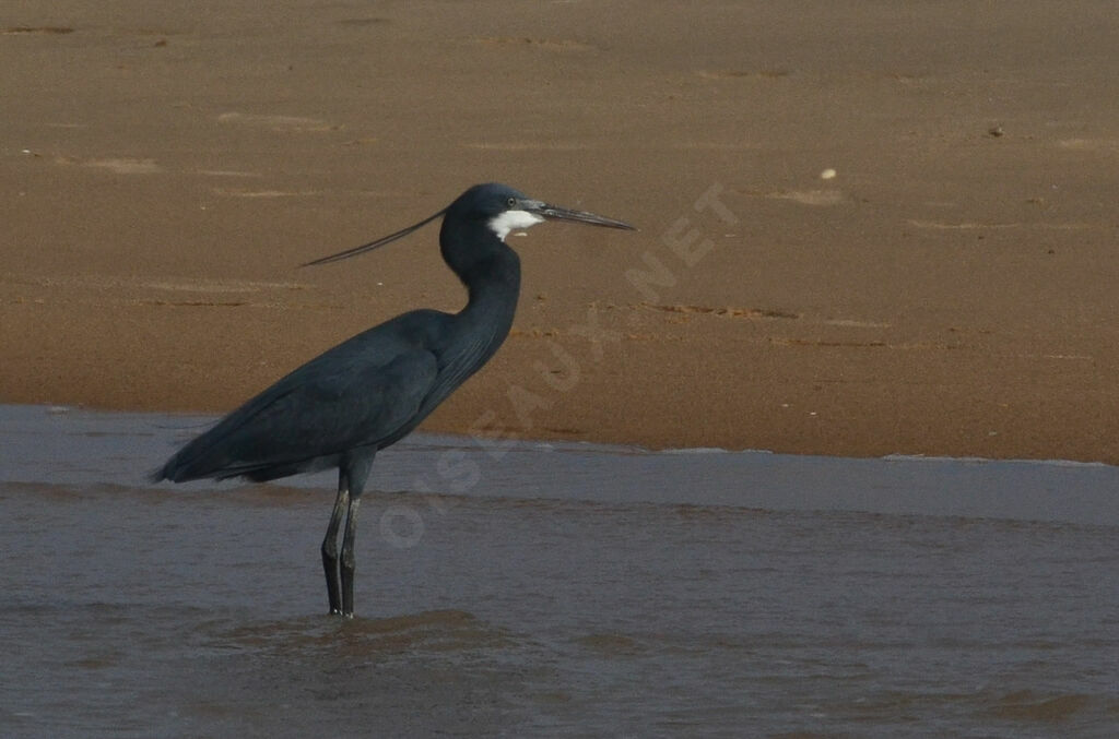 Western Reef Heronadult, identification