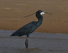 Aigrette des récifs