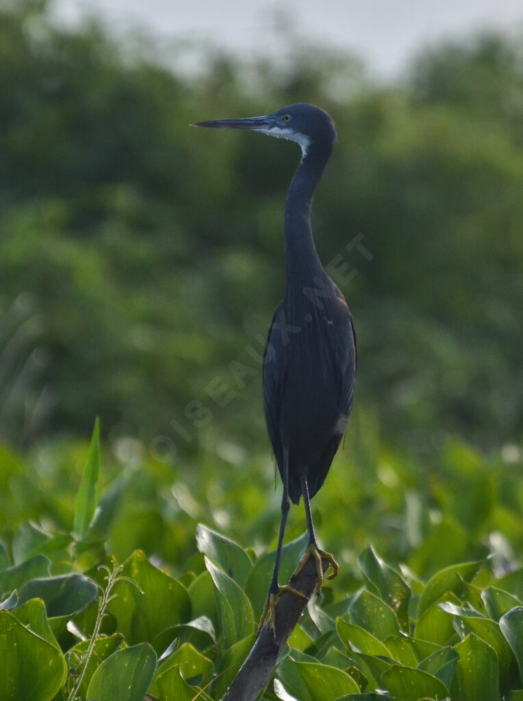 Western Reef Heron