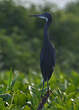 Aigrette des récifs