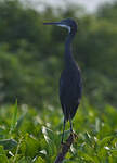Aigrette des récifs