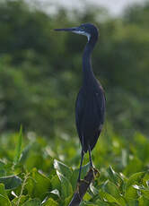 Aigrette des récifs