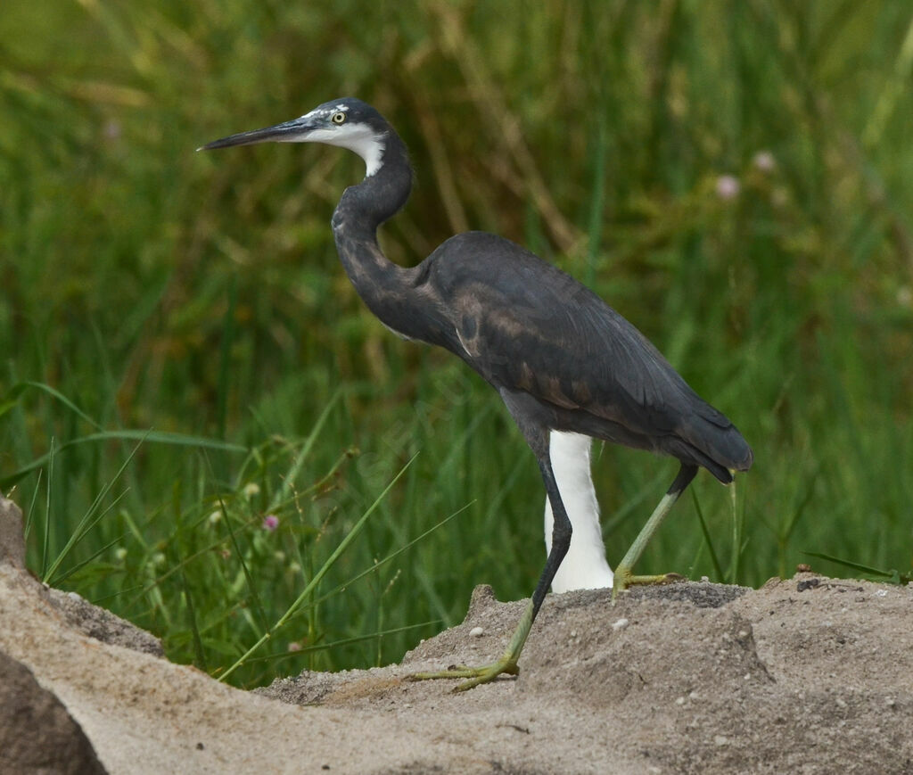 Western Reef Heronadult, identification