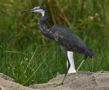 Western Reef Heron