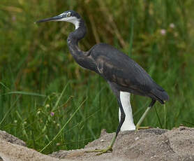 Aigrette des récifs