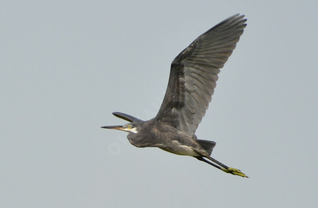 Western Reef Heron, Flight