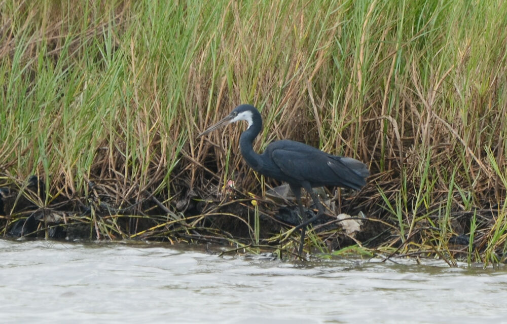 Western Reef Heronadult