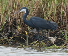 Western Reef Heron