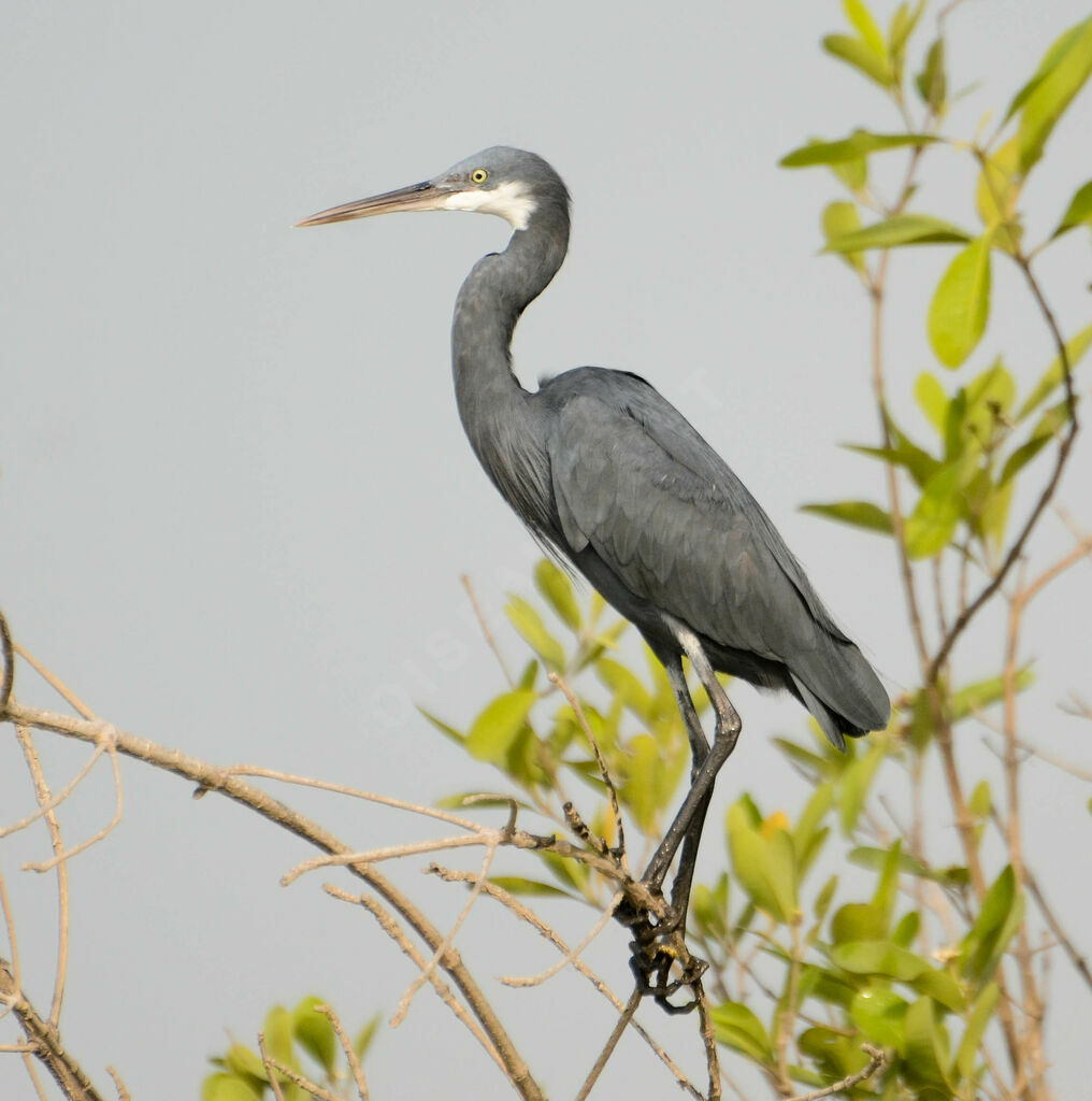 Aigrette des récifsadulte, identification