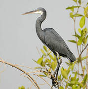 Western Reef Heron