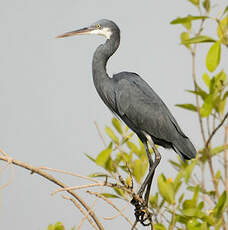 Aigrette des récifs