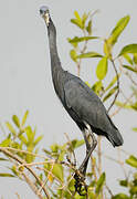 Western Reef Heron