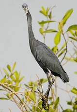 Aigrette des récifs