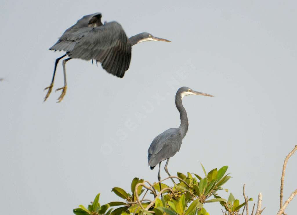 Western Reef Heron